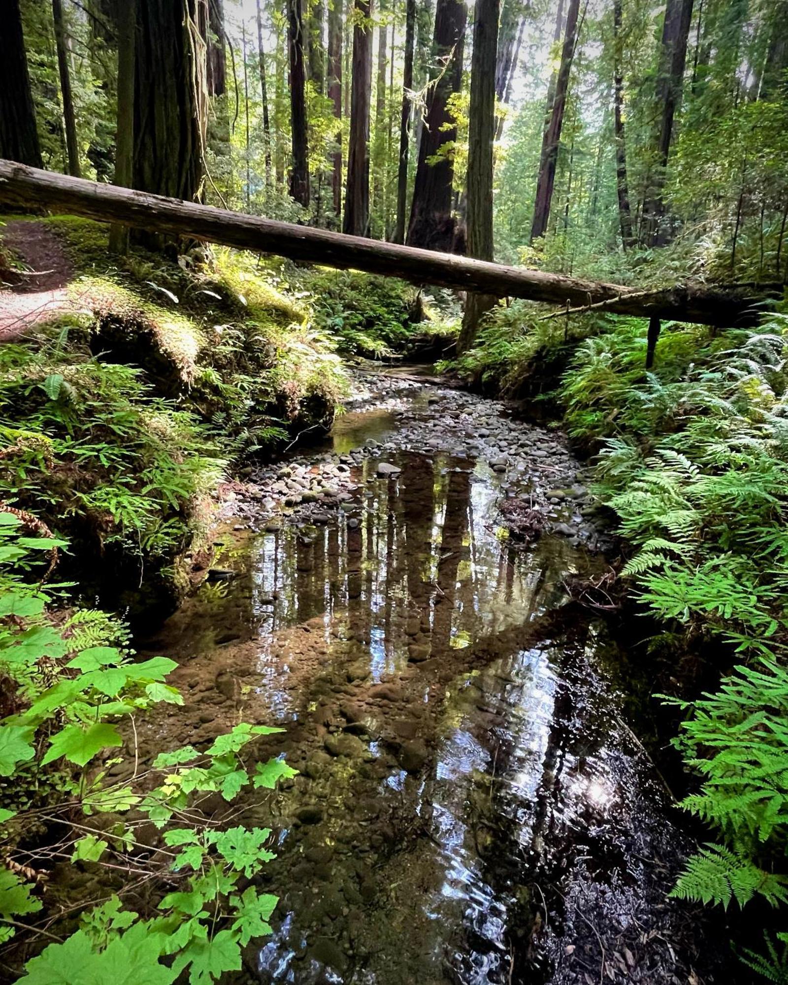 Avenue Of The Giants Caraway Cottage Miranda Екстериор снимка