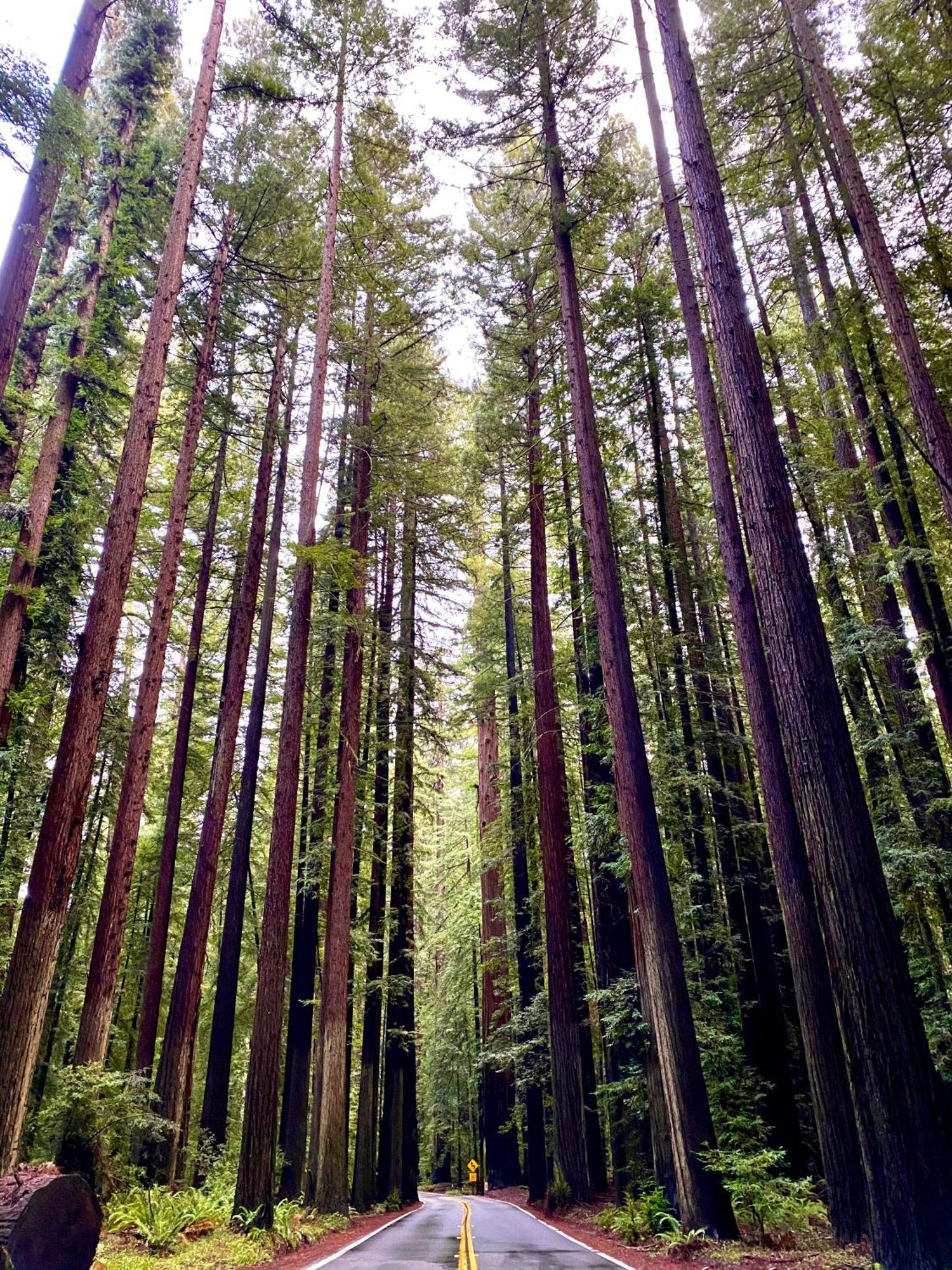 Avenue Of The Giants Caraway Cottage Miranda Екстериор снимка
