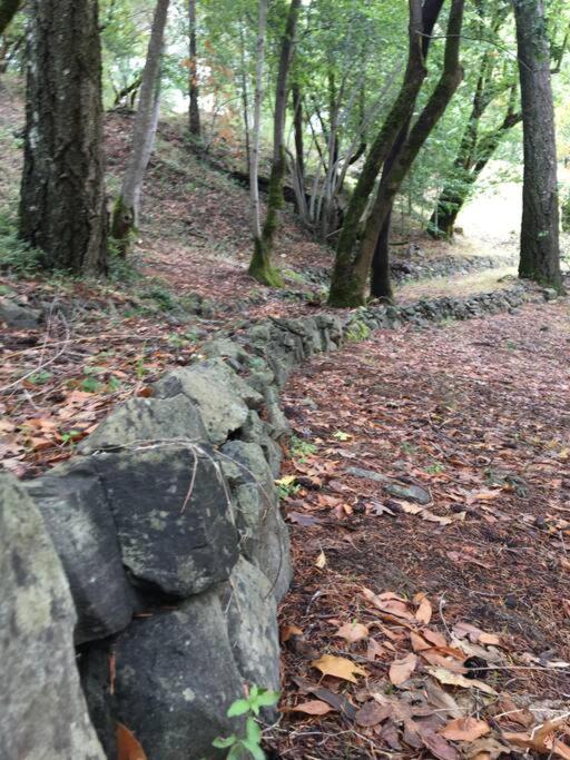 Avenue Of The Giants Caraway Cottage Miranda Екстериор снимка